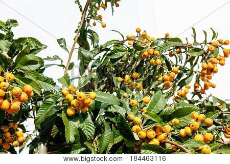 Eriobotrya Japanese, Or Medlar Or Loquat, Or Sesac (lat. Eriobotrya Japonica) With Ripe Fruits