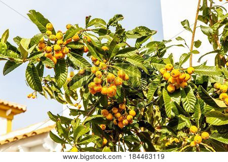 Eriobotrya Japanese, Or Medlar Or Loquat, Or Sesac (lat. Eriobotrya Japonica) With Ripe Fruits