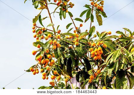 Eriobotrya Japanese, Or Medlar Or Loquat, Or Sesac (lat. Eriobotrya Japonica) With Ripe Fruits