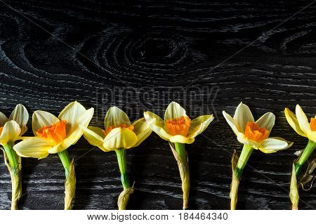Copy space for your creative. Beautiful blooming yellow narcissus on a black wooden background.