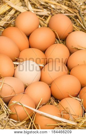 Freerange fresh raw eggs in recycled paper egg cartons or on the straw.