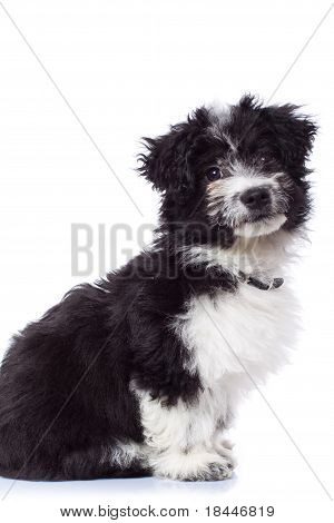 Černá a bílá Havanese Bichon sezení