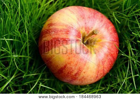 Apple Red Color Fallen On Fresh Green Grass