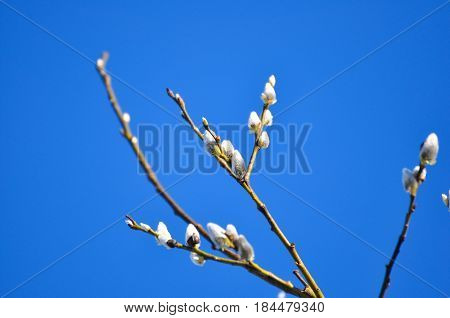 Goat Willow Catkins, Aka The Pussy Willow Or Great Sallow