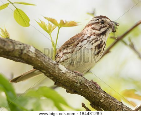 A Song Sparrow (Melospiza melodia) with caterpillar prey to feed to young