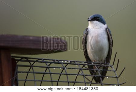Tree Swallow (Tachycineta bicolor) on a nest box with a predator guard