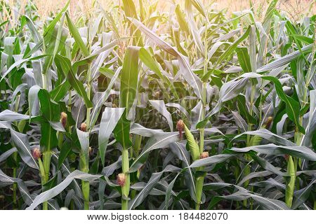 Thai farmers plant corn for the animals