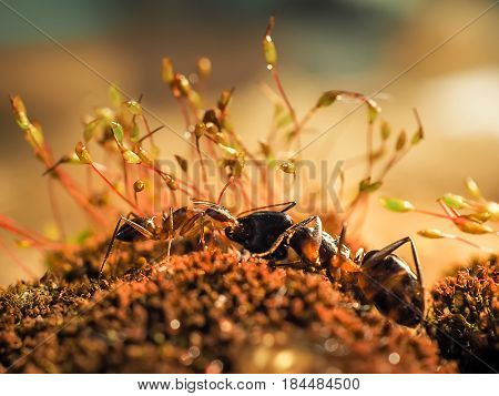 Red And Black Ant Was Fighting On The Leaves, Ant