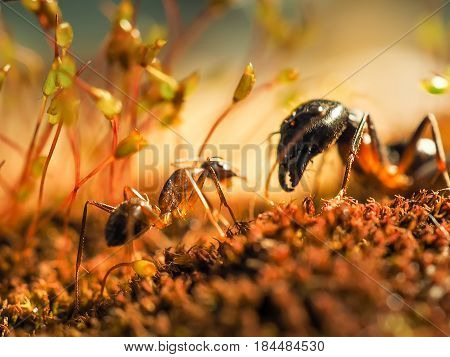 Red And Black Ant Was Fighting On The Leaves, Ant