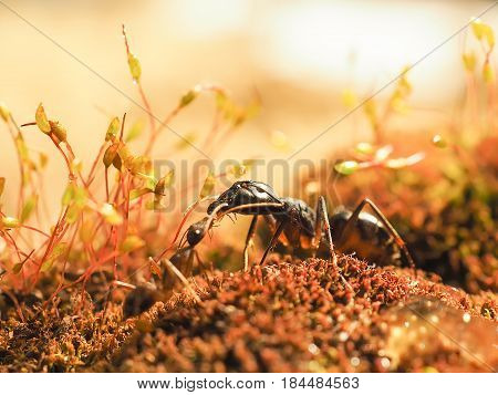 Red And Black Ant Was Fighting On The Leaves, Ant
