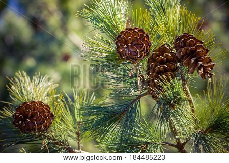 four cone on spruce branches, a view from the bottom up, a piece of blue sky in the left corner, spring, summer,beautiful view, bright day, sunny