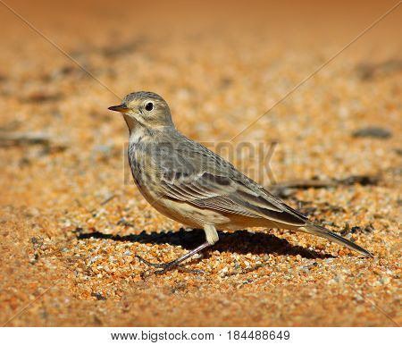 American Pipit Bird Standing on the Sand