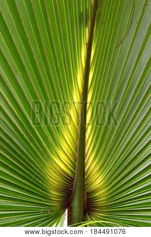 Beautiful green coloration of a palmetto frond in Florida