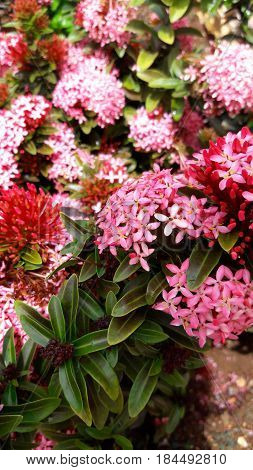 Handful of small pink flowers in a Dominican garden