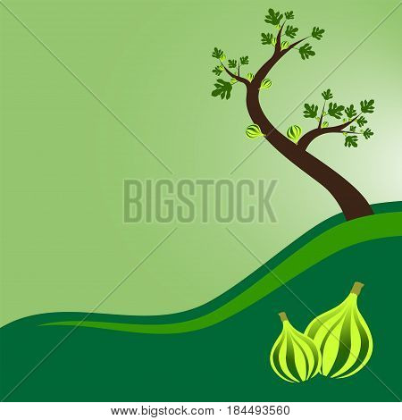 fig tree with leaves and fruits illustration.