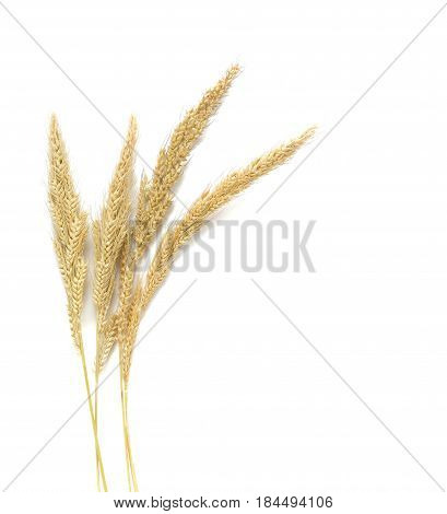 Yellow wheat on wooden background top view Dried stems meadow grass isolated on white background
