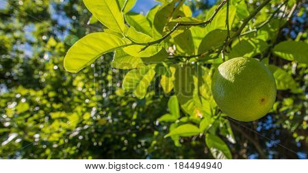 Lemon on tree waiting to turn green is it a lime