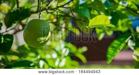 Lemon waiting to turn green hanging down