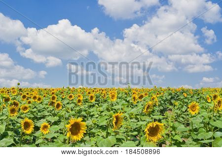Rows of soldiers of sunflower revolution against blue cloudy sky.