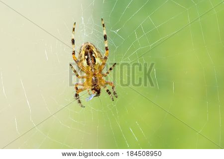 Dreadful spider on the web eating his victim little fly.