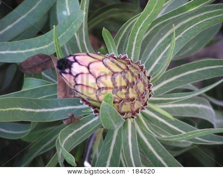 Yeşil Protea