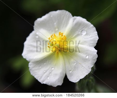 The lovely white flower of Helianthemum apenninum also known as rock rose or sun rose, covered in morning dew.