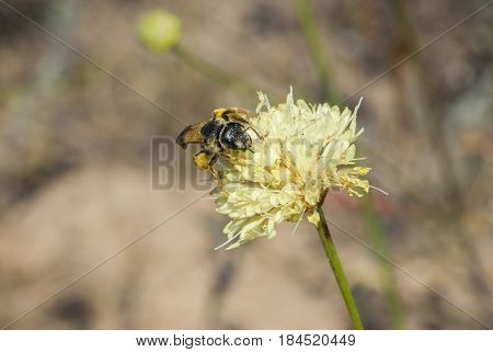 Bee-like insect gathering nectar on a wild meadow flower at autumnal season
