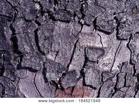 Blue Toned Tree Bark Surface.