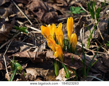 Blooming yellow crocus in dry leaves macro selective focus shallow DOF.