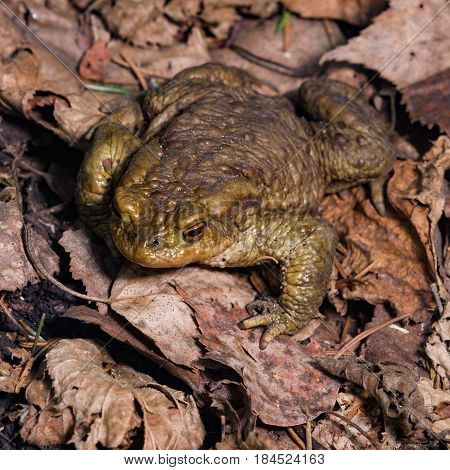 Common or European toad Bufo bufo in early spring close-up portrait on dry leaves selective focus shallow DOF.