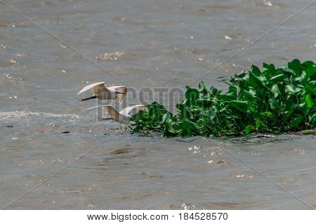 White cranes flowing low over river and water plants