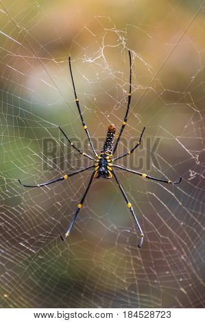 Black and yellow poisonous tropical spider in jungle