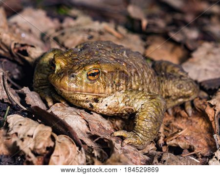Common or European toad Bufo bufo in early spring close-up portrait on dry leaves selective focus shallow DOF.