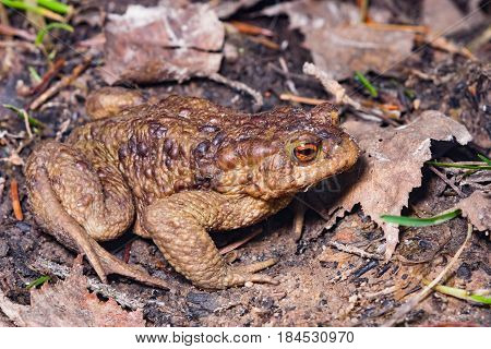 Common or European toad Bufo bufo in early spring close-up portrait on ground selective focus shallow DOF.