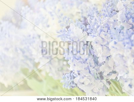 Abstract blurred beautiful lavender flower sofl focus for background with blank space