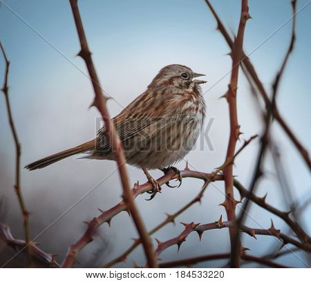 a song sparrow singing on a foggy day at the top of its lungs with an instagram filter 