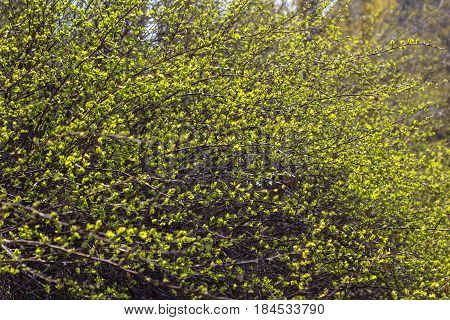 Branches with young green leaves background. Springtime.