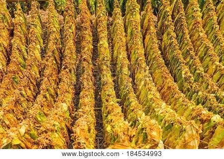 Classical way of drying tobacco in barn