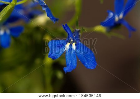 Macro photo of an edging lobelia (Lobelia erinus)