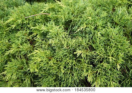 Thuja (arbor vitae). Natural green background.