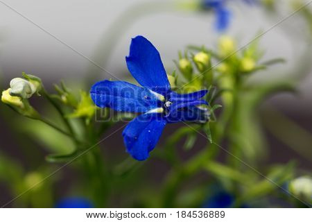 Macro photo of an edging lobelia (Lobelia erinus)