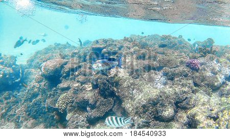 Fish-surgical Akantnuridae, Seabreams And Swim Around A Bright C