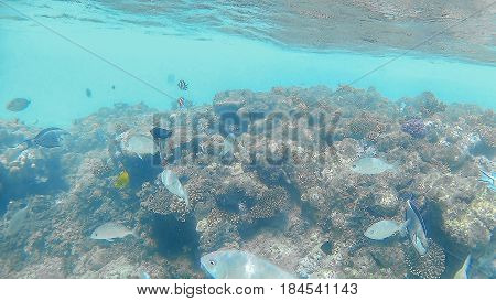 Fish-surgical Akantnuridae, Seabreams And Swim Around A Bright C