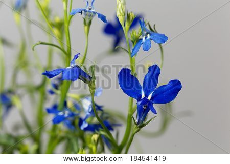 Macro photo of an edging lobelia (Lobelia erinus)
