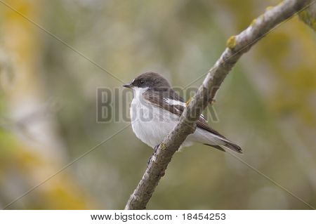นก Flycatcher เพศชาย (Ficedula hypoleuca)