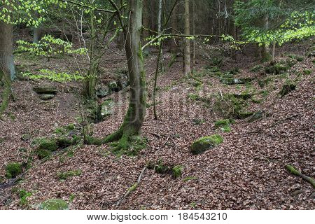 a source or fontain for water in the forest next to schwandorf in bavaria strem Goegglbach G