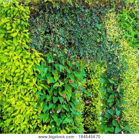 Green various creeper fern and lush plant on wall. Nature and environment concept