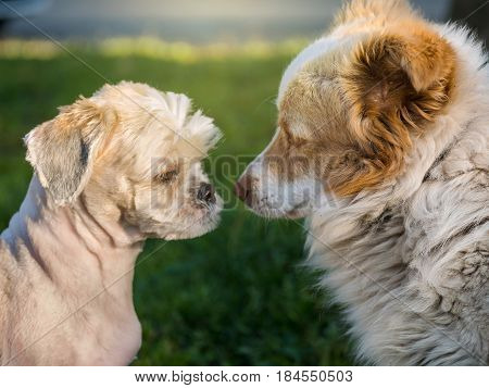Two dog face each other in a field negociation concept