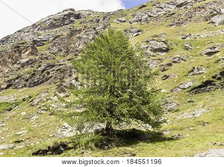 A lonely tree on mountain in Italy