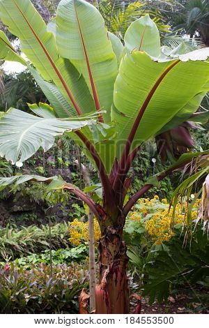 Ensete banana bush in botanical garden Ensete maurelli . Plant with big red leaves